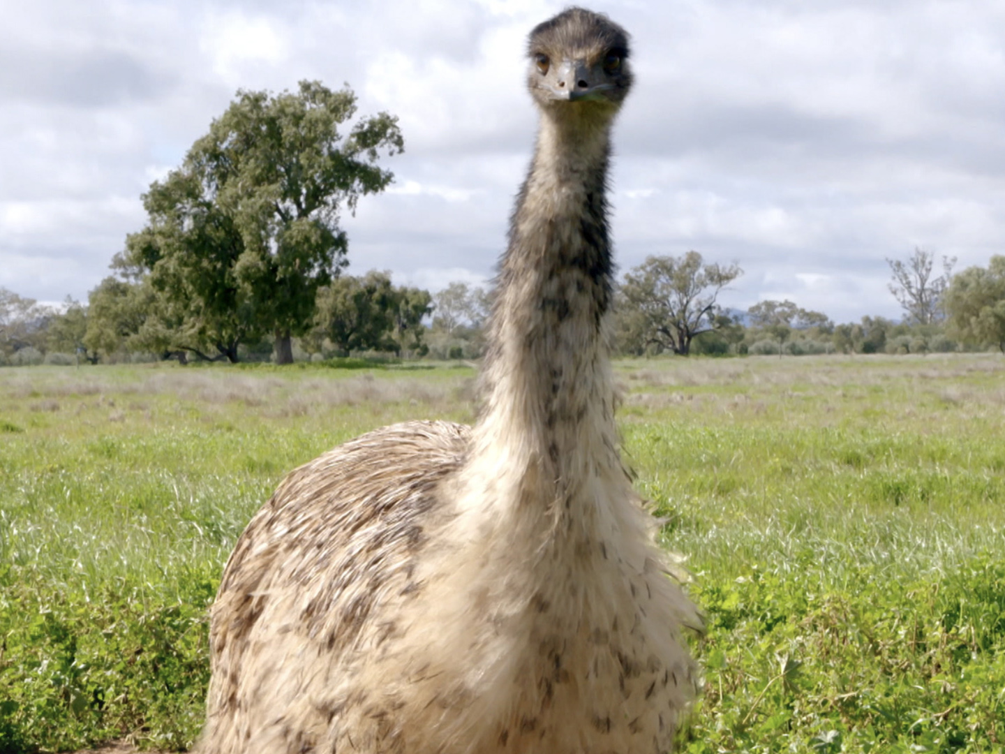 Prime Video Wild Birds of Australia