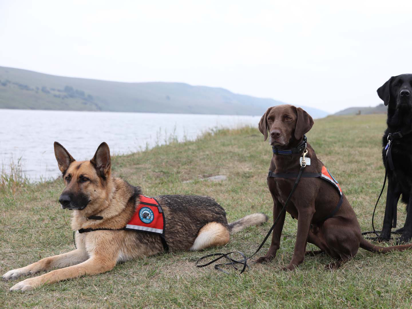 Prime Video Dogs With Extraordinary Jobs Season 1
