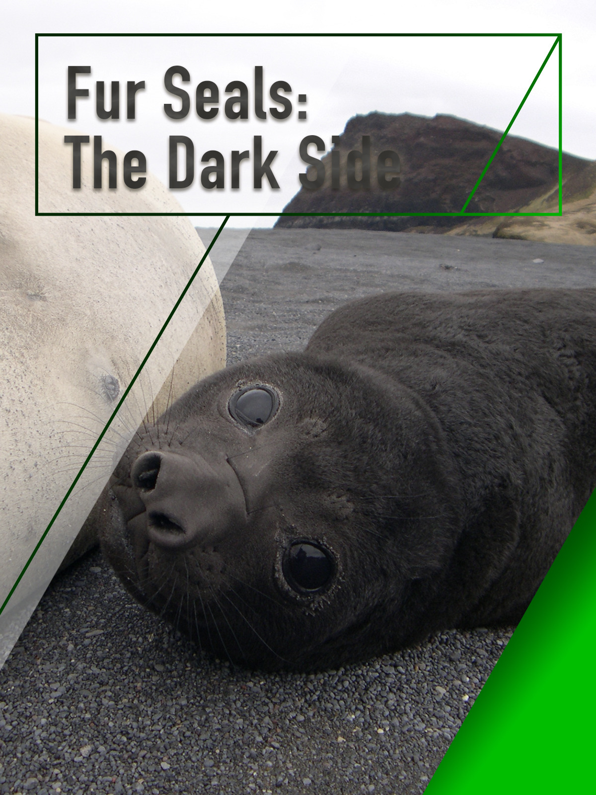 Prime Video Fur Seals The Dark Side