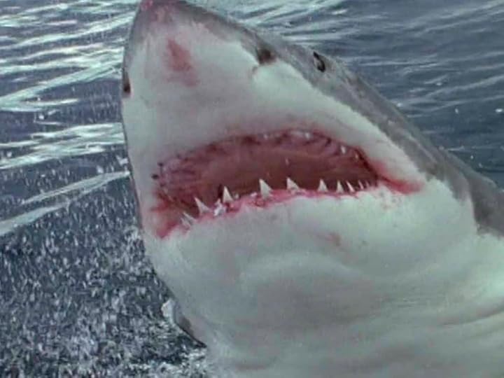 Prime Video Animal FaceOff Season 1