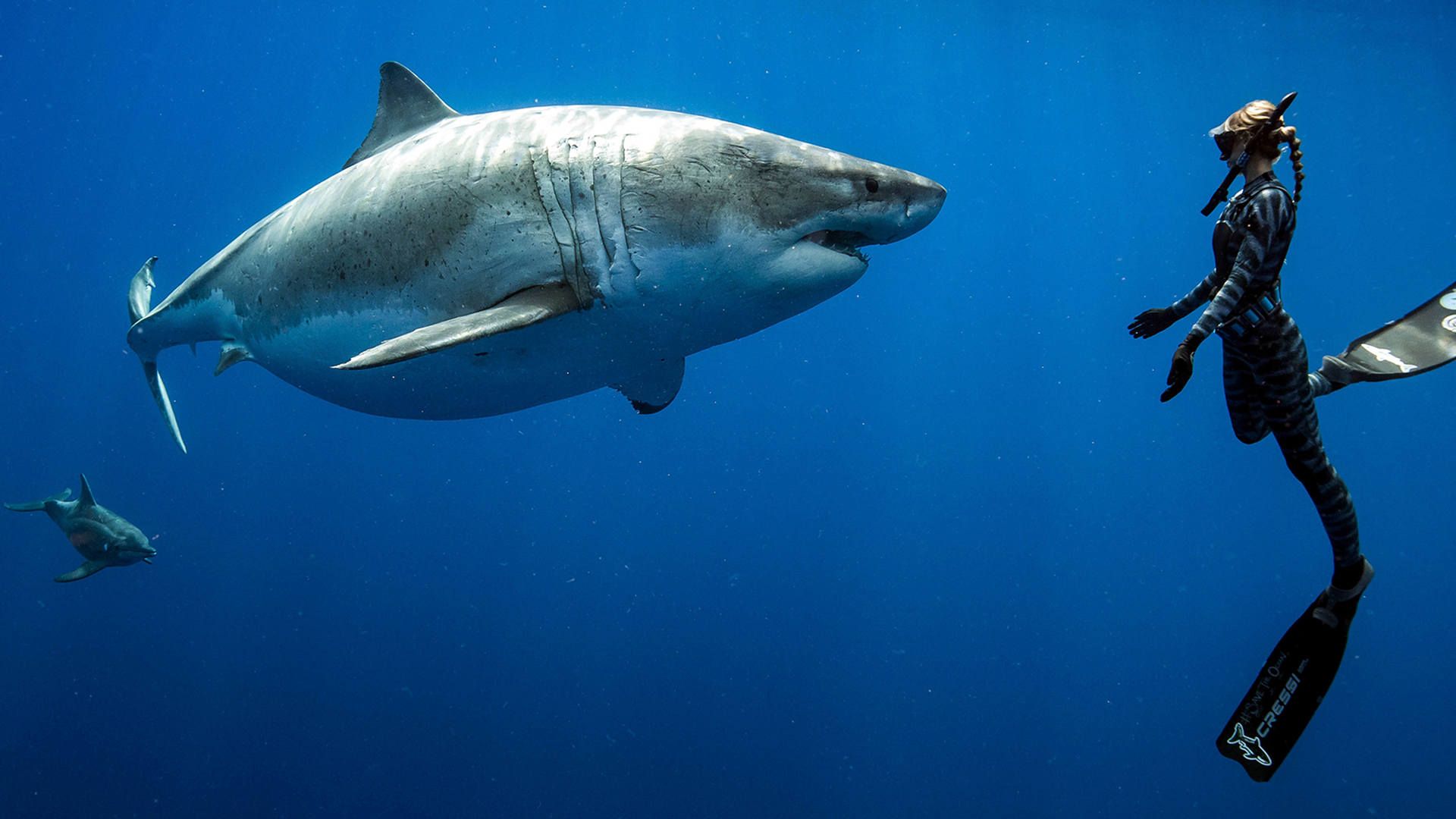 Watch Saving Jaws Prime Video