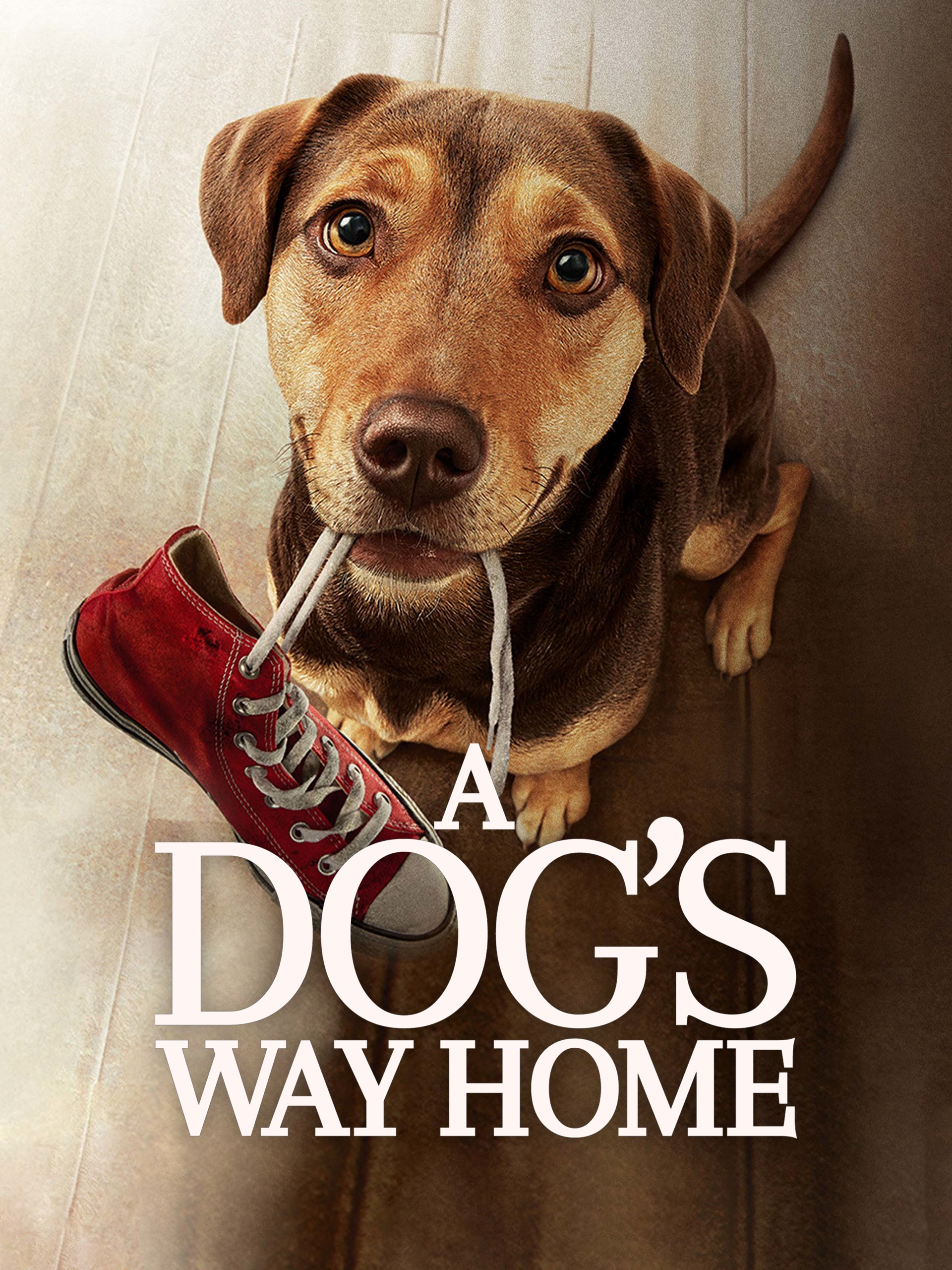 Prime Video: A Dog's Way Home