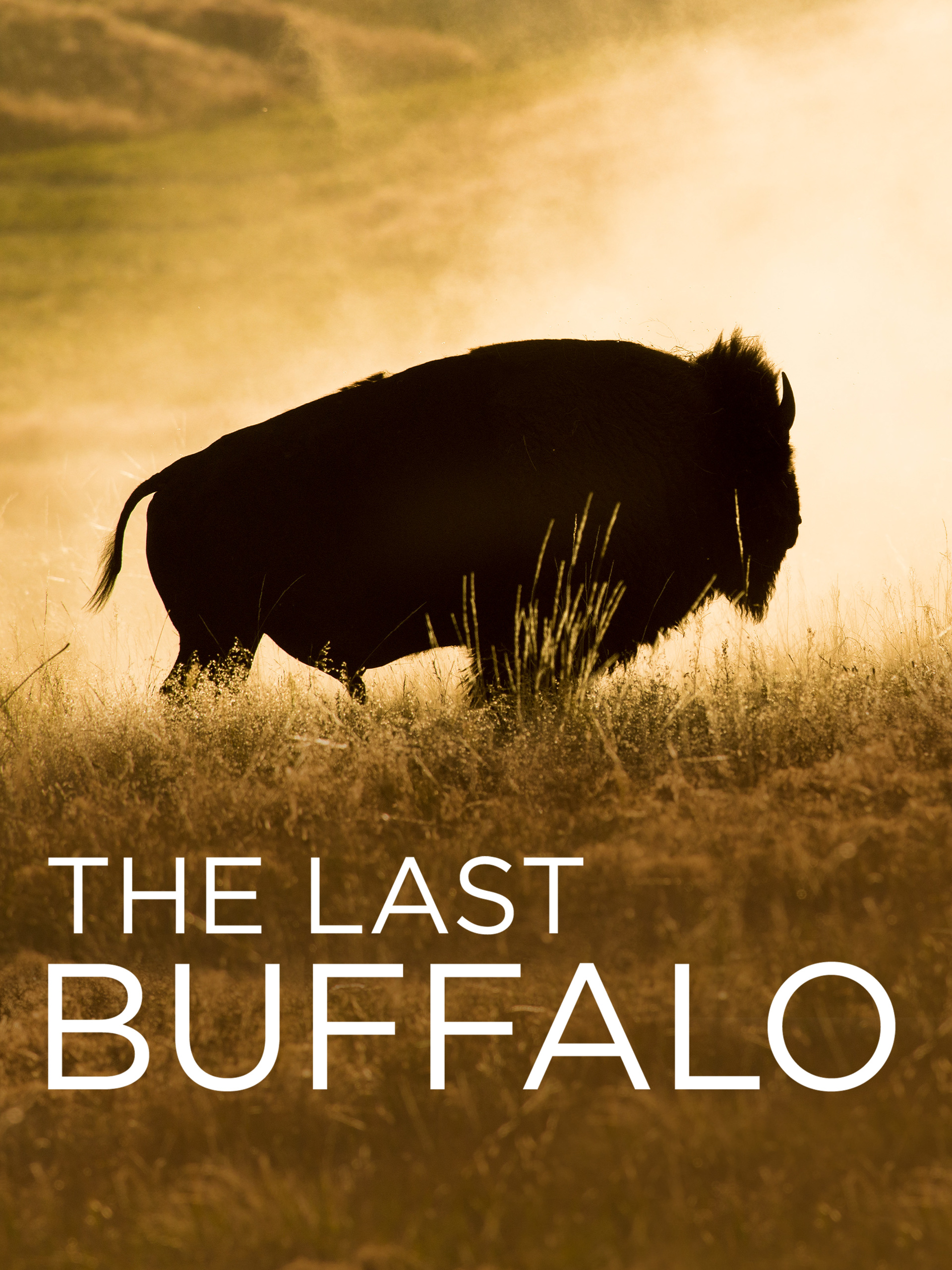 Prime Video The Last Buffalo
