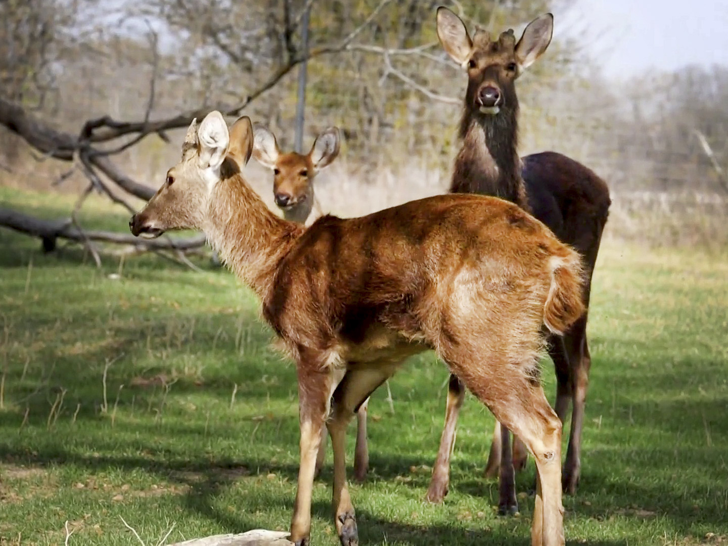 Prime Video Lone Star Law Season 5