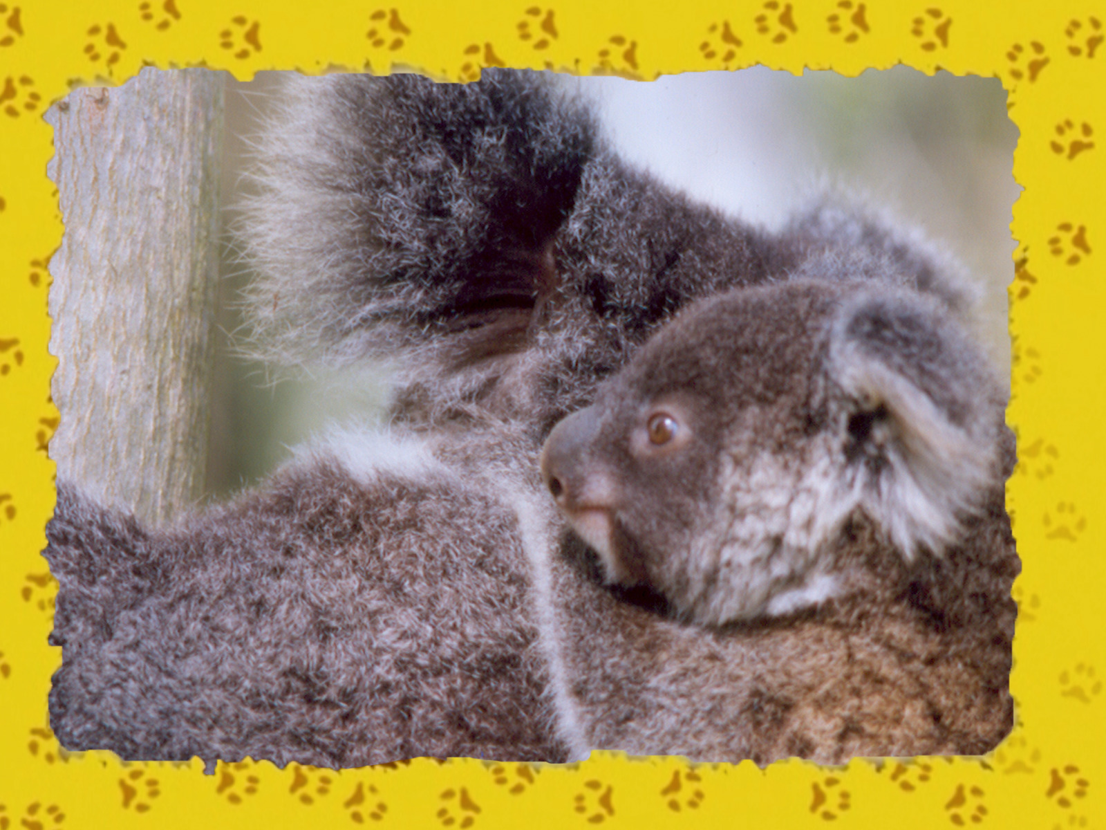 Prime Video Les Petits Animaux Sauvages