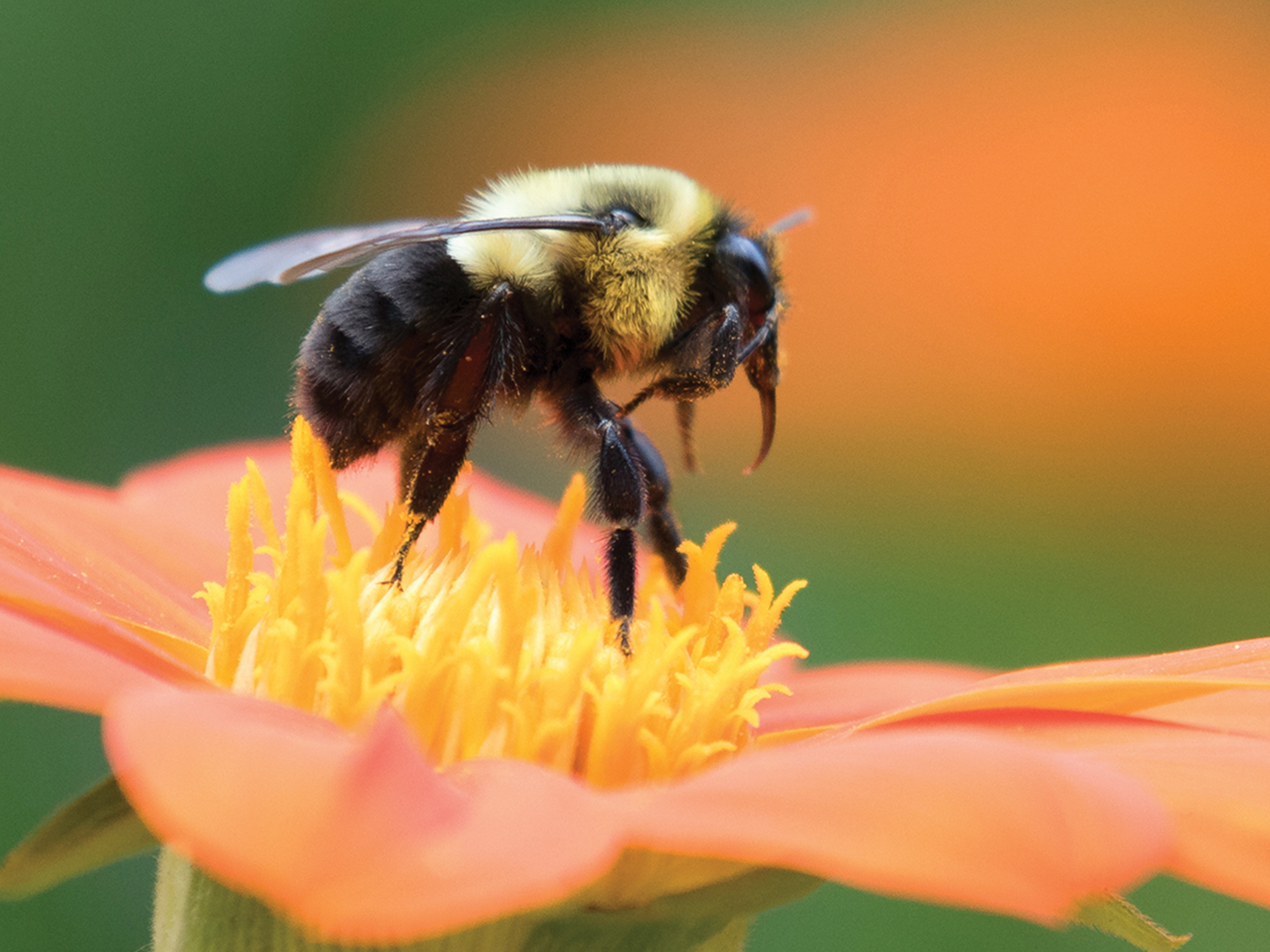 Prime Video Introduction to Paleontology