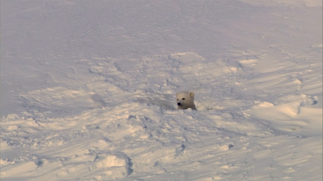 Watch Planet Earth - Season 1 | Prime Video