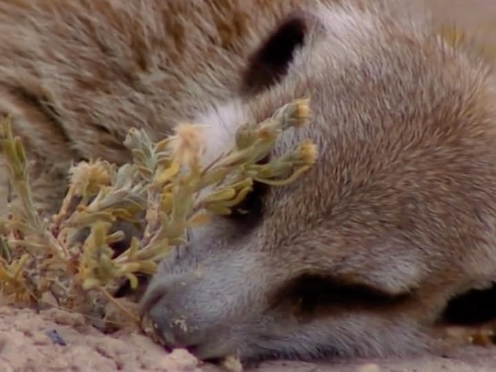 Meerkat Manor Flower the Meerkat, Mozart the Meerkat