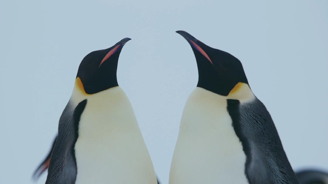 Amazon Co Jp 皇帝ペンギン ただいま 字幕版 を観る Prime Video Amazon Co Jp 皇帝ペンギン ただいま 字幕版 を観る Prime Video