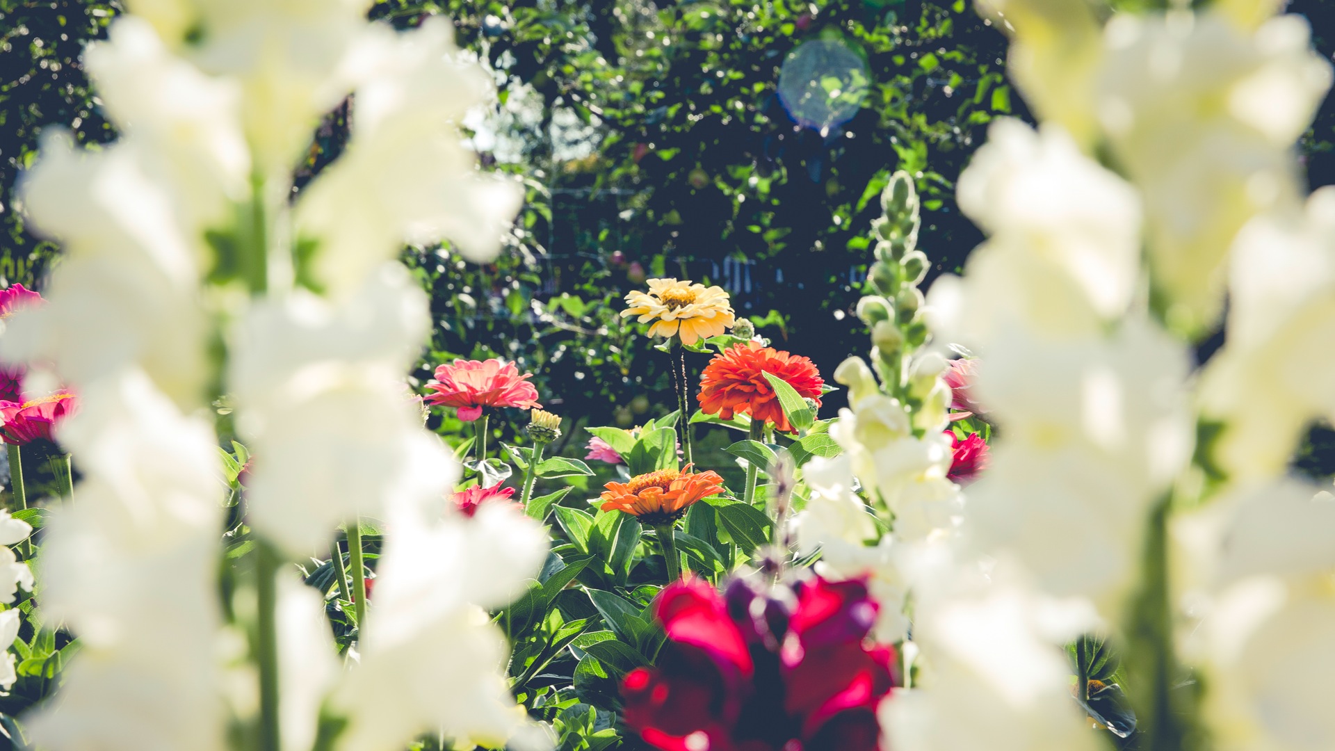 Amazon.co.jp Flowers Picture ScreenSaverを観る Prime Video