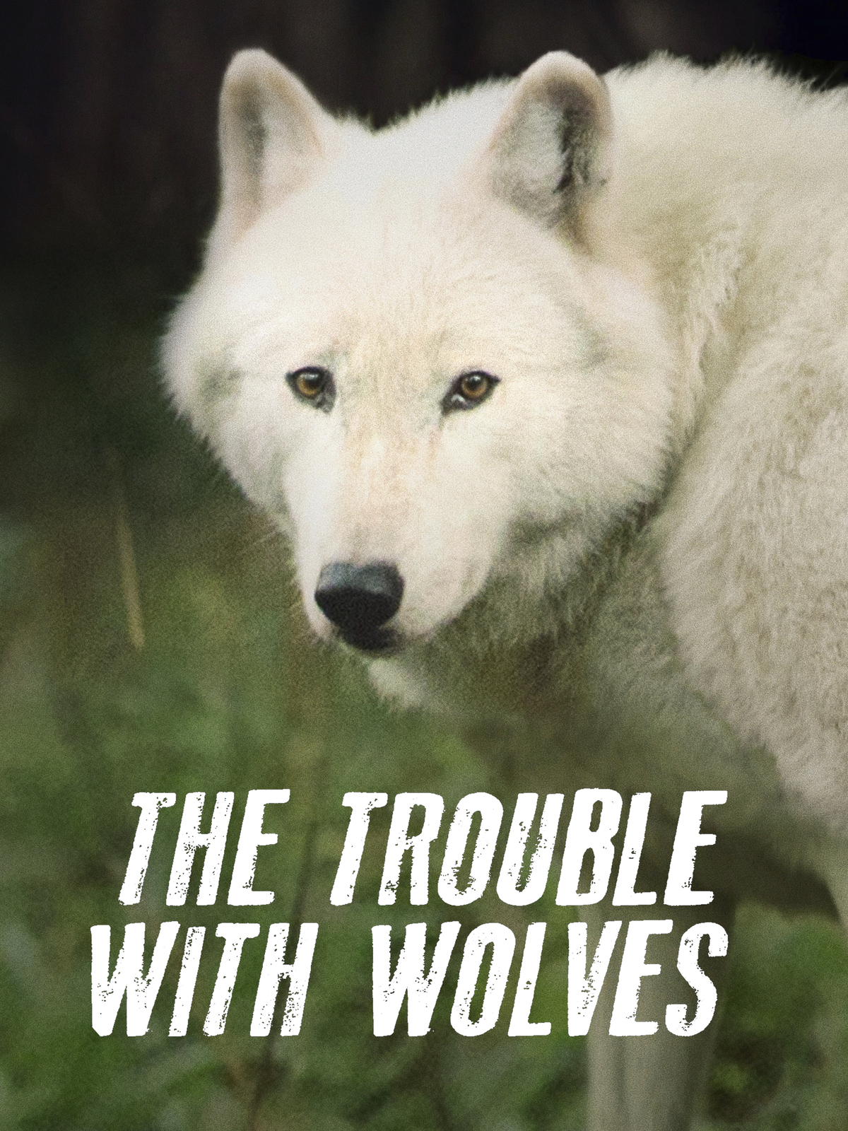 Prime Video The Trouble With Wolves