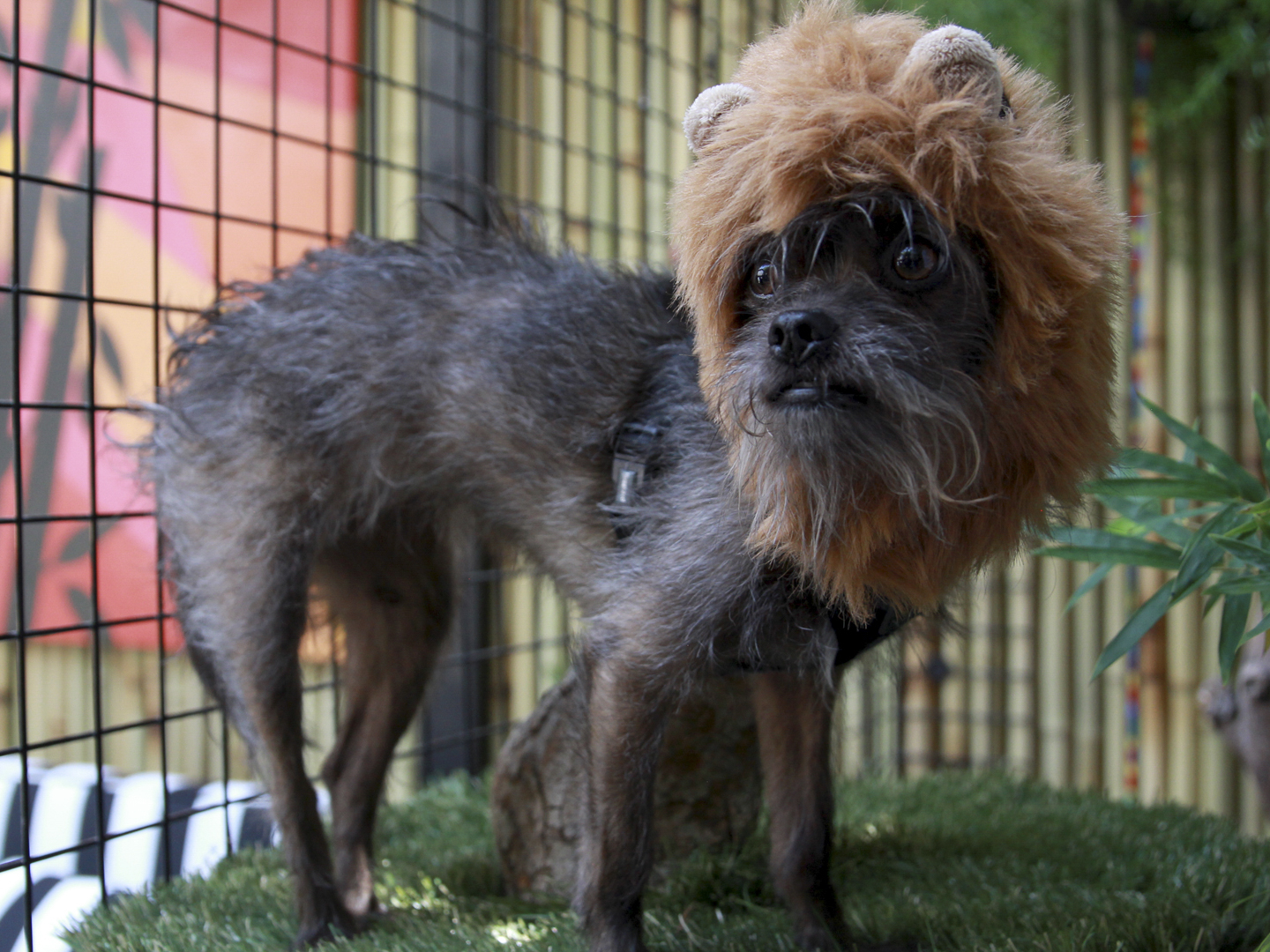 Prime Video Animal Cribs Season 2