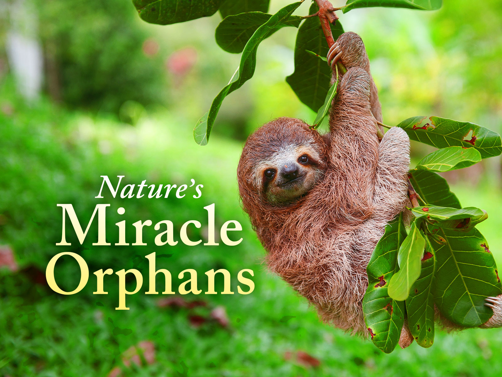 Prime Video Nature's Miracle Orphans Season 1