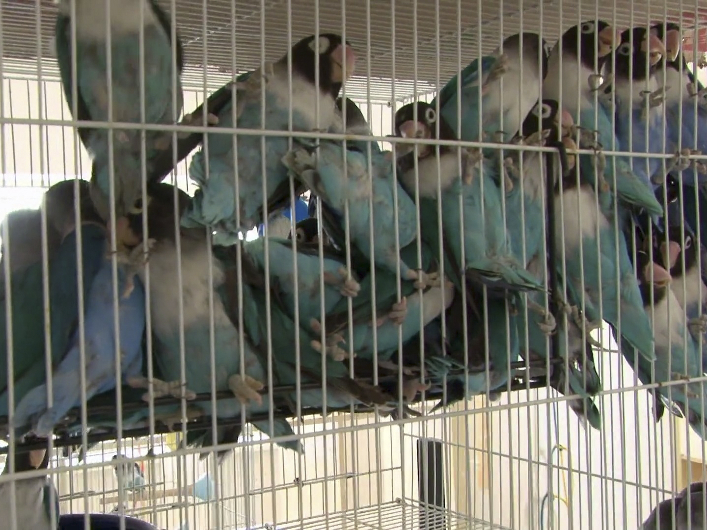 Prime Video Confessions Animal Hoarding Season 3