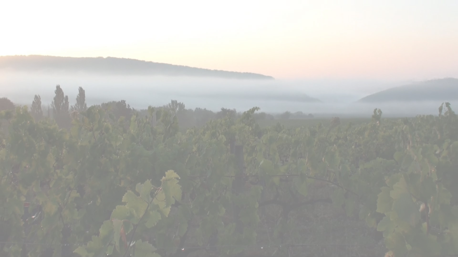 Amazon Co Jp ビオディベルシテ 自然派ワインがいっぱい Macquart Moulin Jacques Prime Video Amazon Co Jp ビオディベルシテ 自然派ワインがいっぱい Macquart Moulin Jacques Prime Video