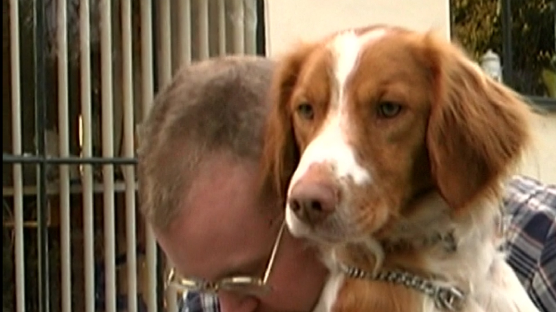 What Jobs Can A Dog Do