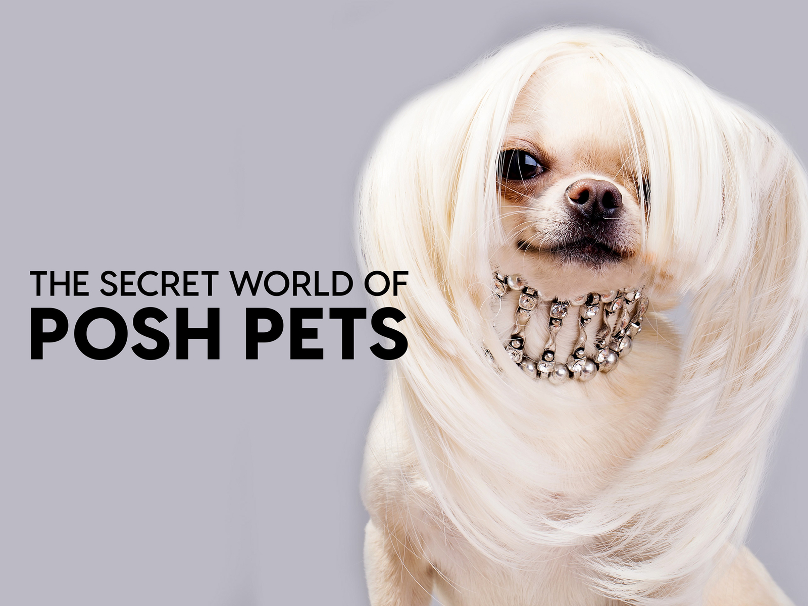 Prime Video The Secret World of Posh Pets Season 1