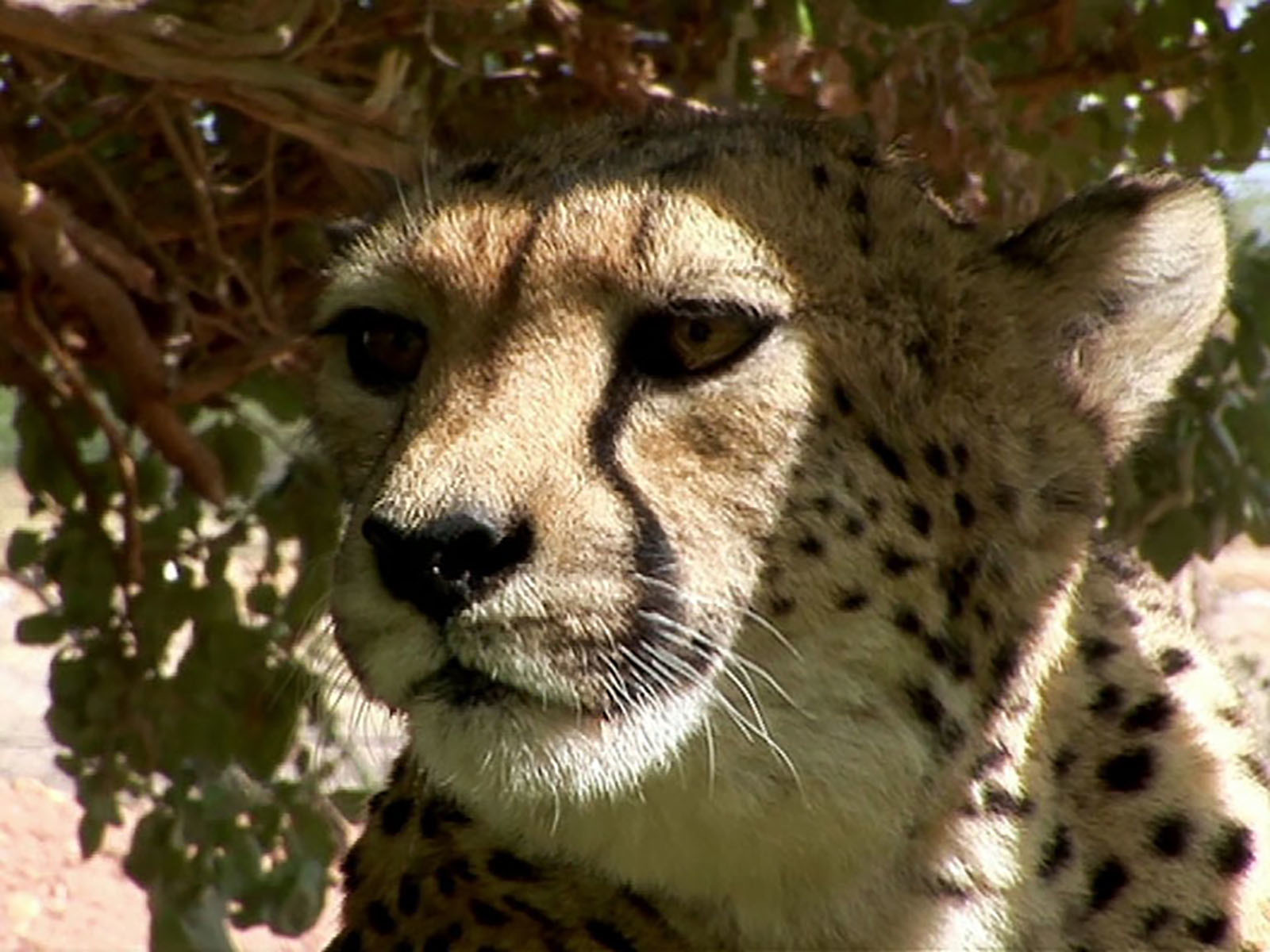 Prime Video The New Explorers