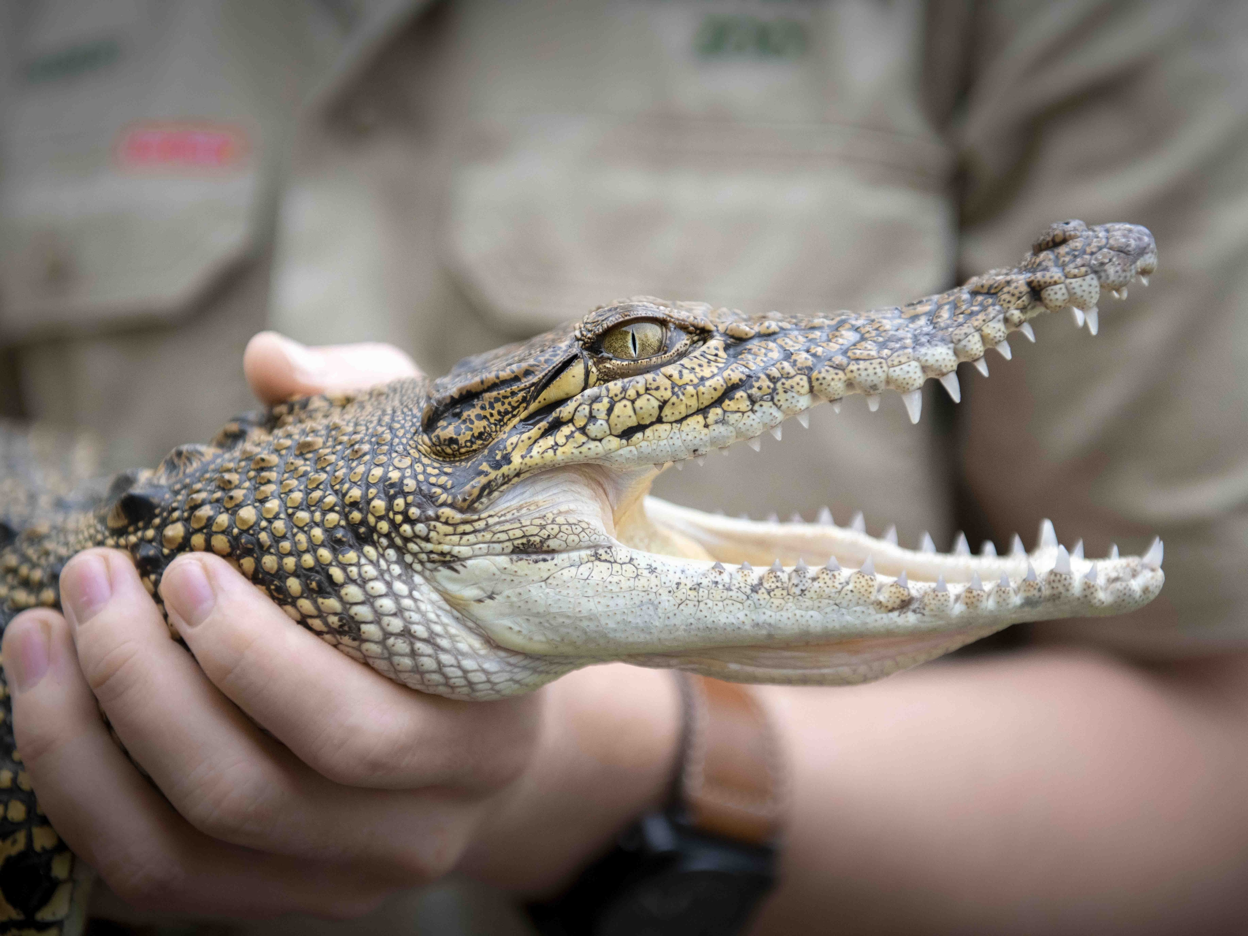 Prime Video Crikey It S The Irwins Season 3