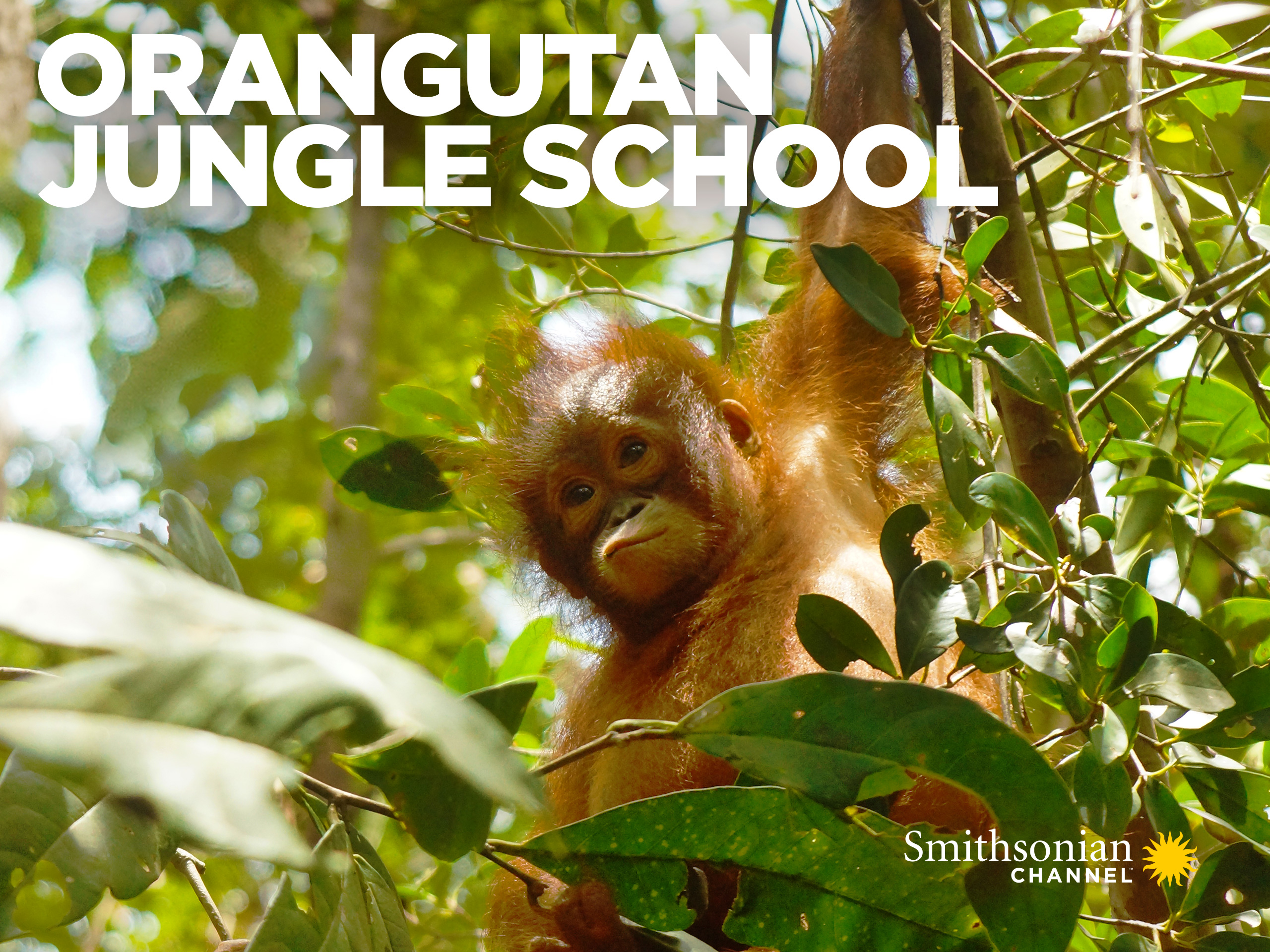 Prime Video Orangutan Jungle School, Season 3