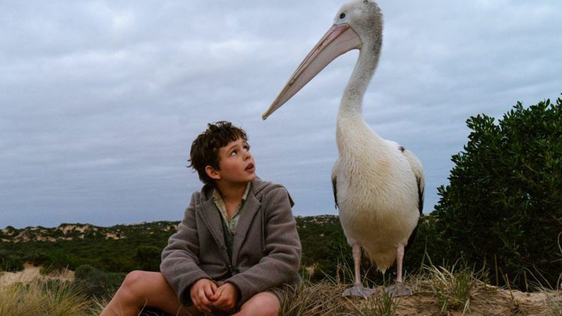Prime Video Storm Boy Il ragazzo che sapeva volare