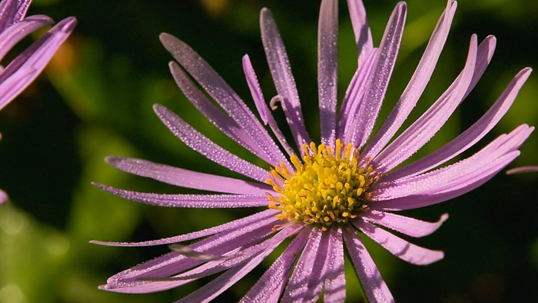 Prime Video Gardeners' World Compilations 2023