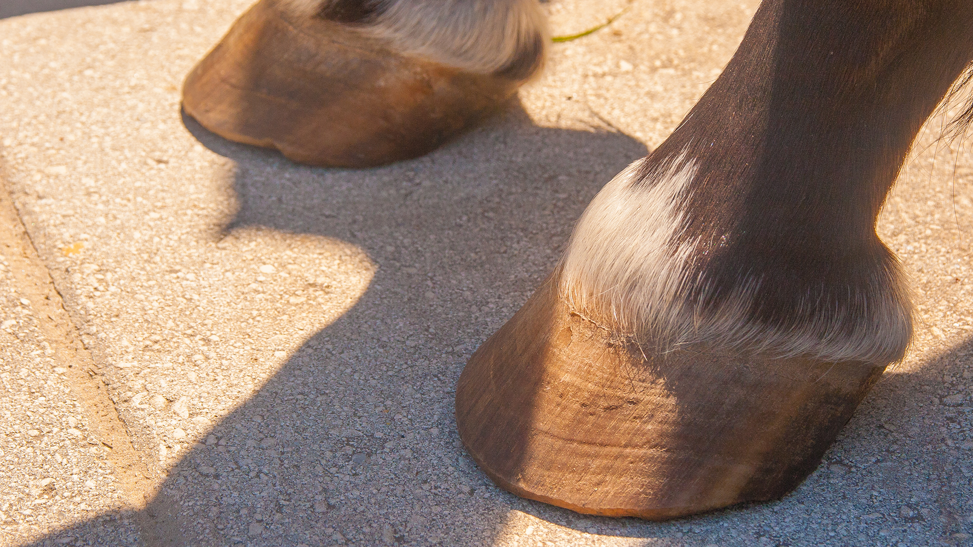 How To Trim Horse Hooves Barefoot Hoof Trimming For