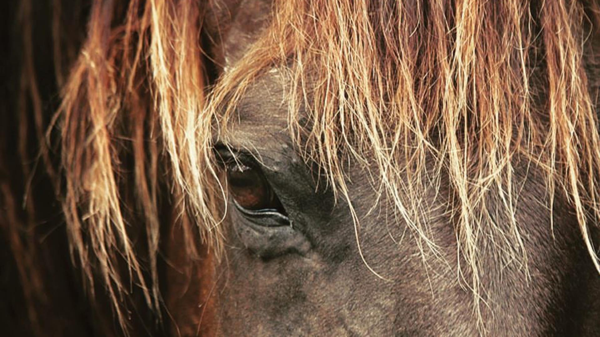 Watch Horse Shelter Heroes Prime Video