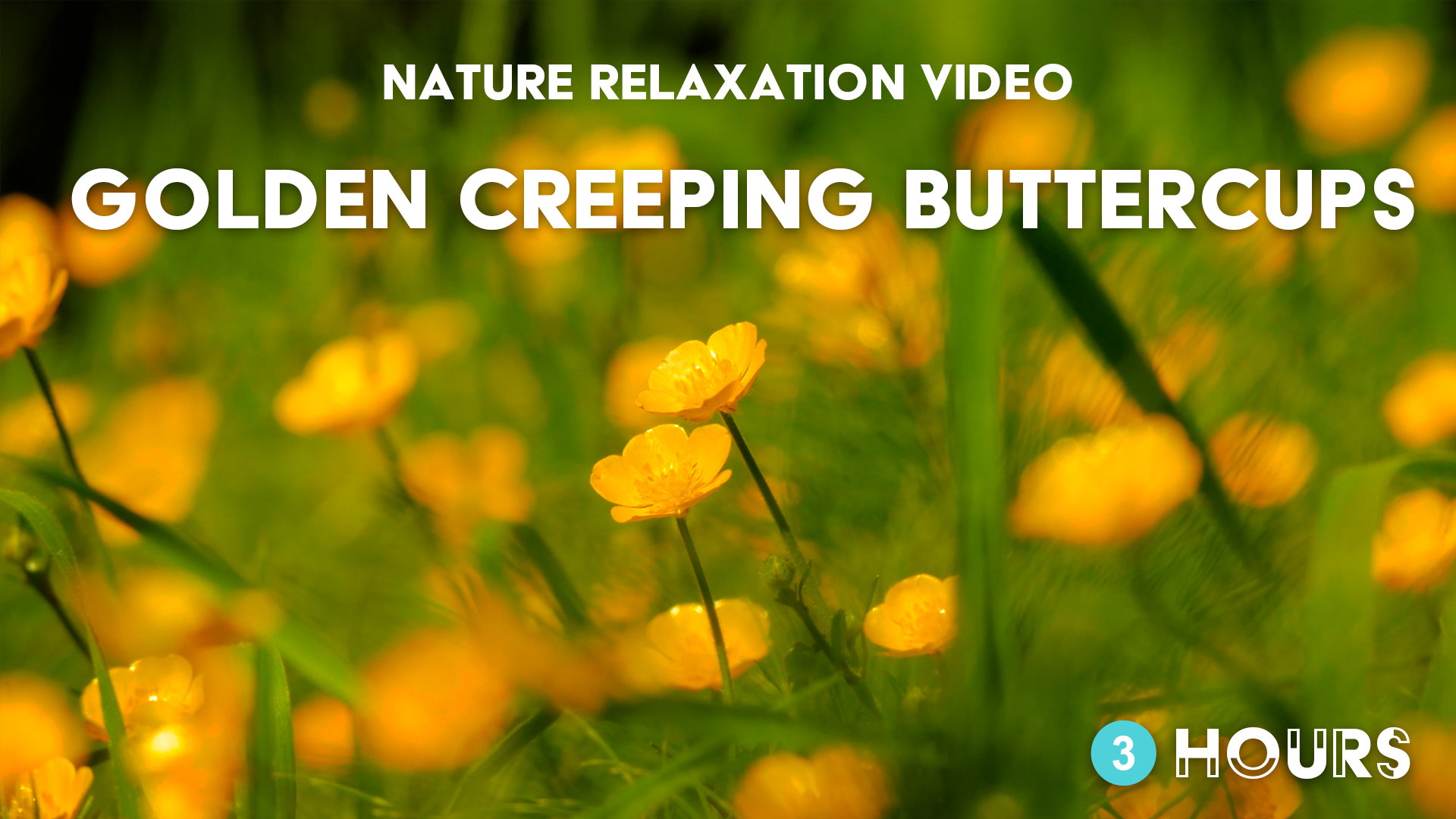 Nature Relaxation Video Golden Creeping Buttercups 3 hours