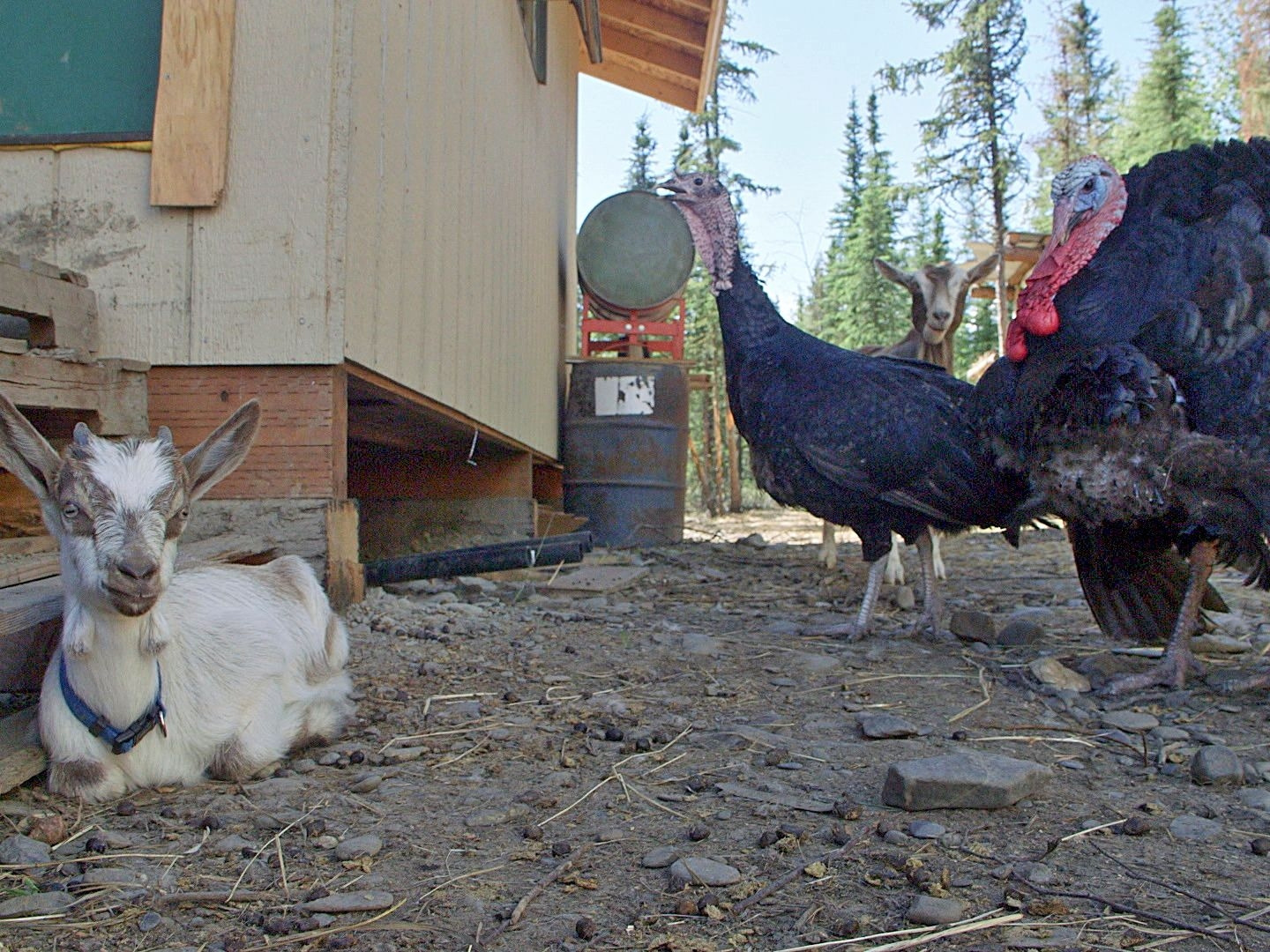 Prime Video Dr. Dee Alaska Vet Season 2