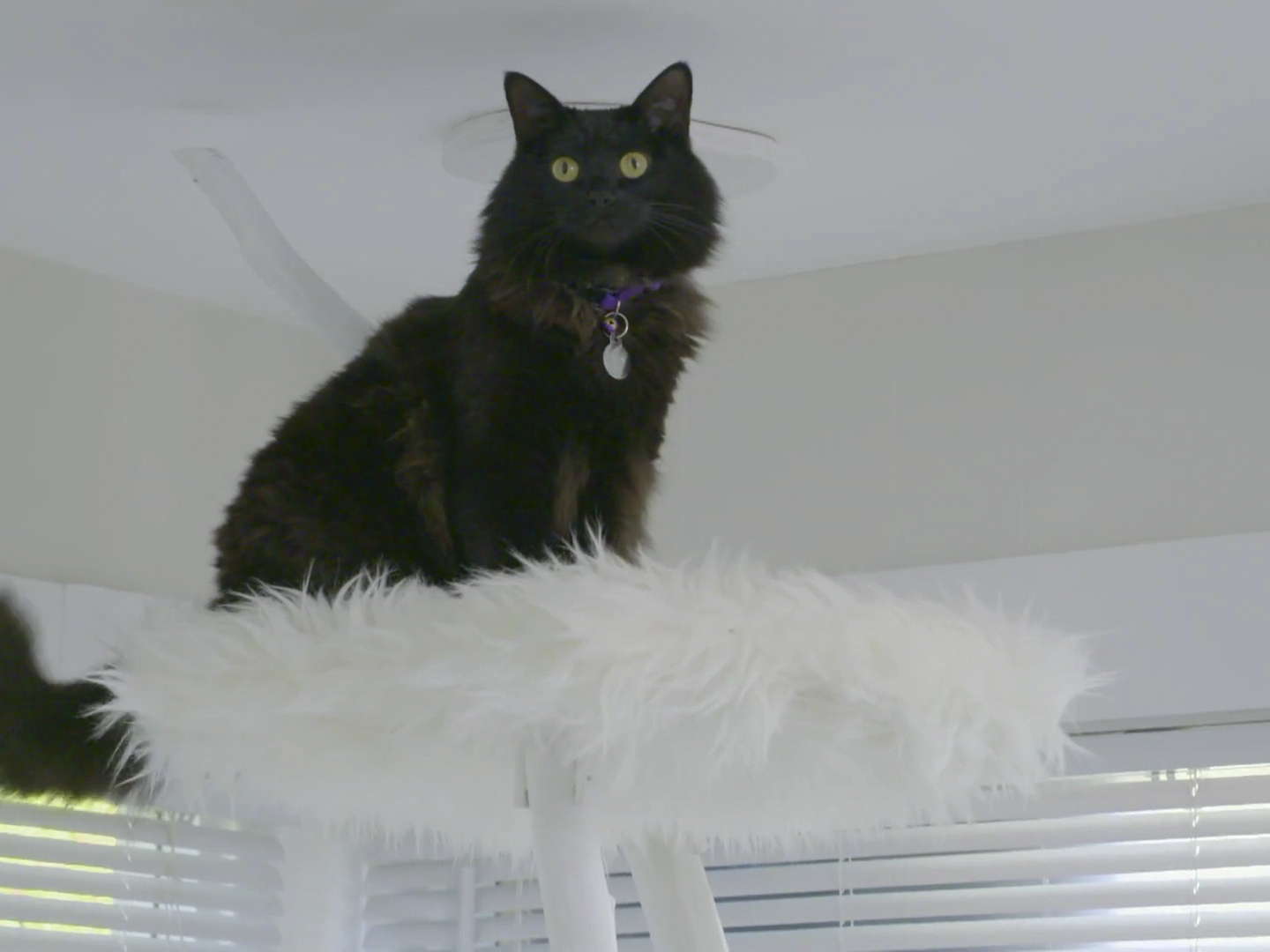 Prime Video Animal Cribs Season 1