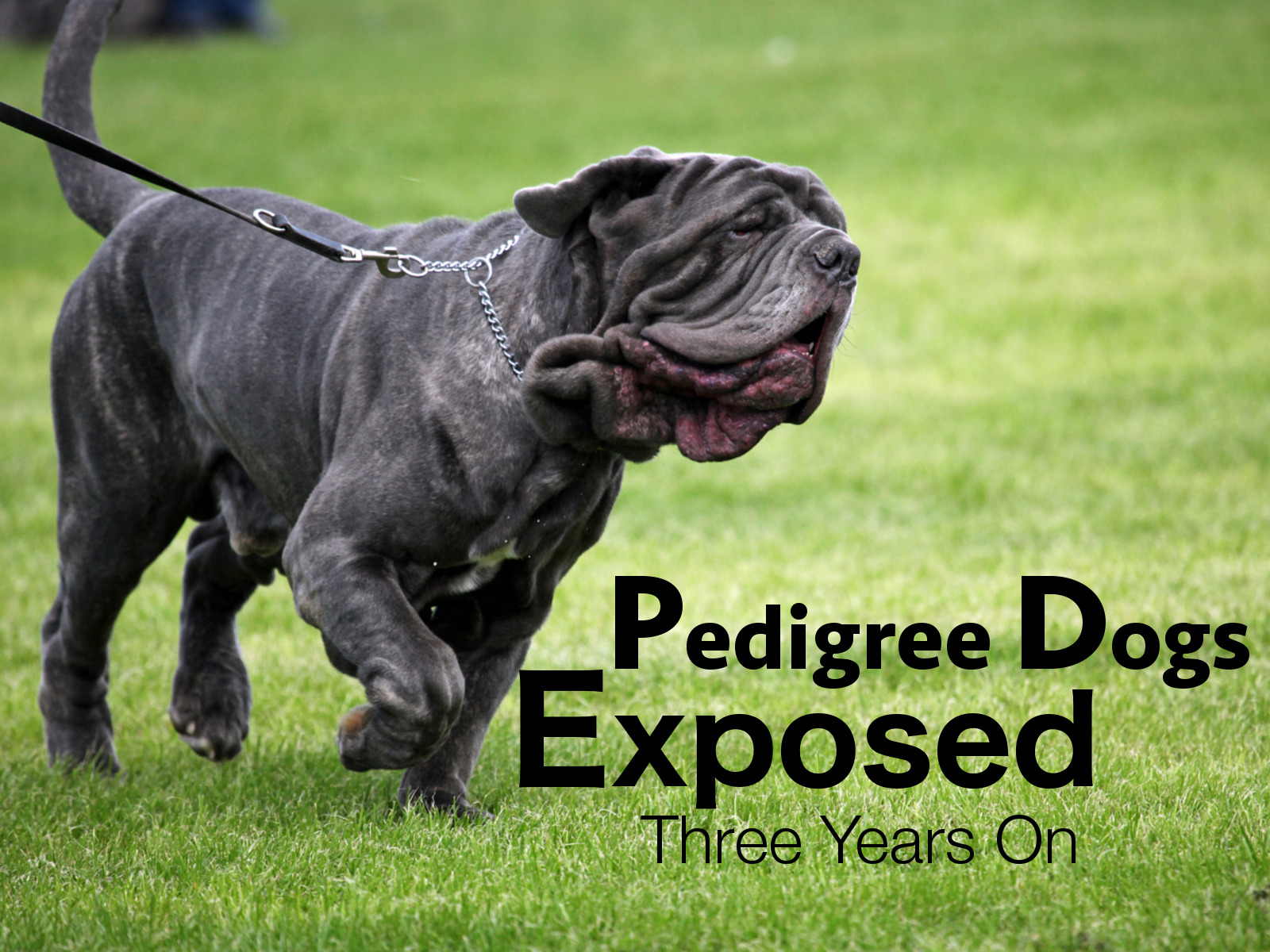 Prime Video Pedigree Dogs Exposed Three Years On Season 1