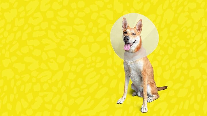 Prime Video: Pets and Pickers - Season 1
