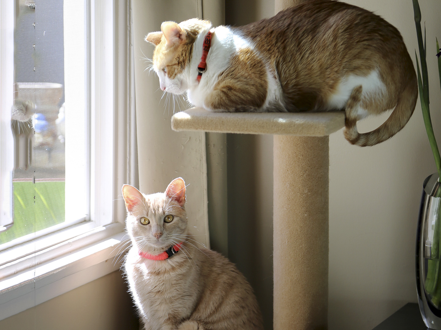 my cat from hell cat tree