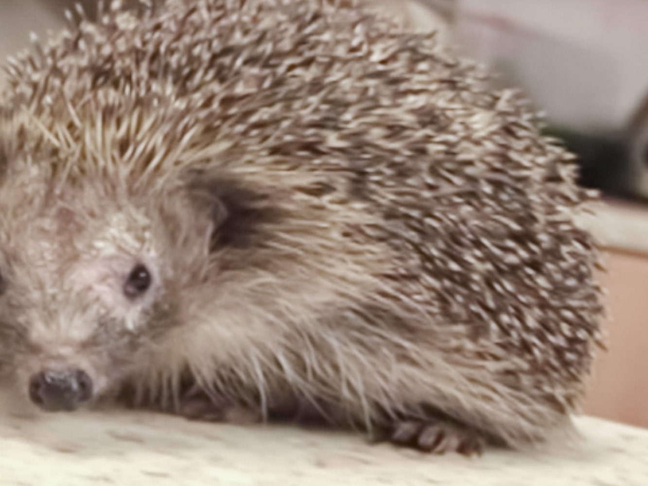 Prime Video Vet On The Loose Season 1