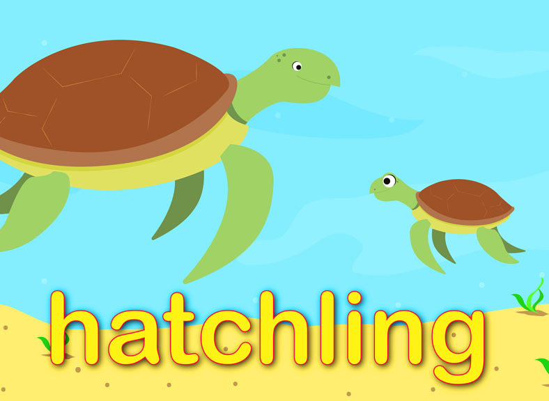 Prime Video Number Zoo