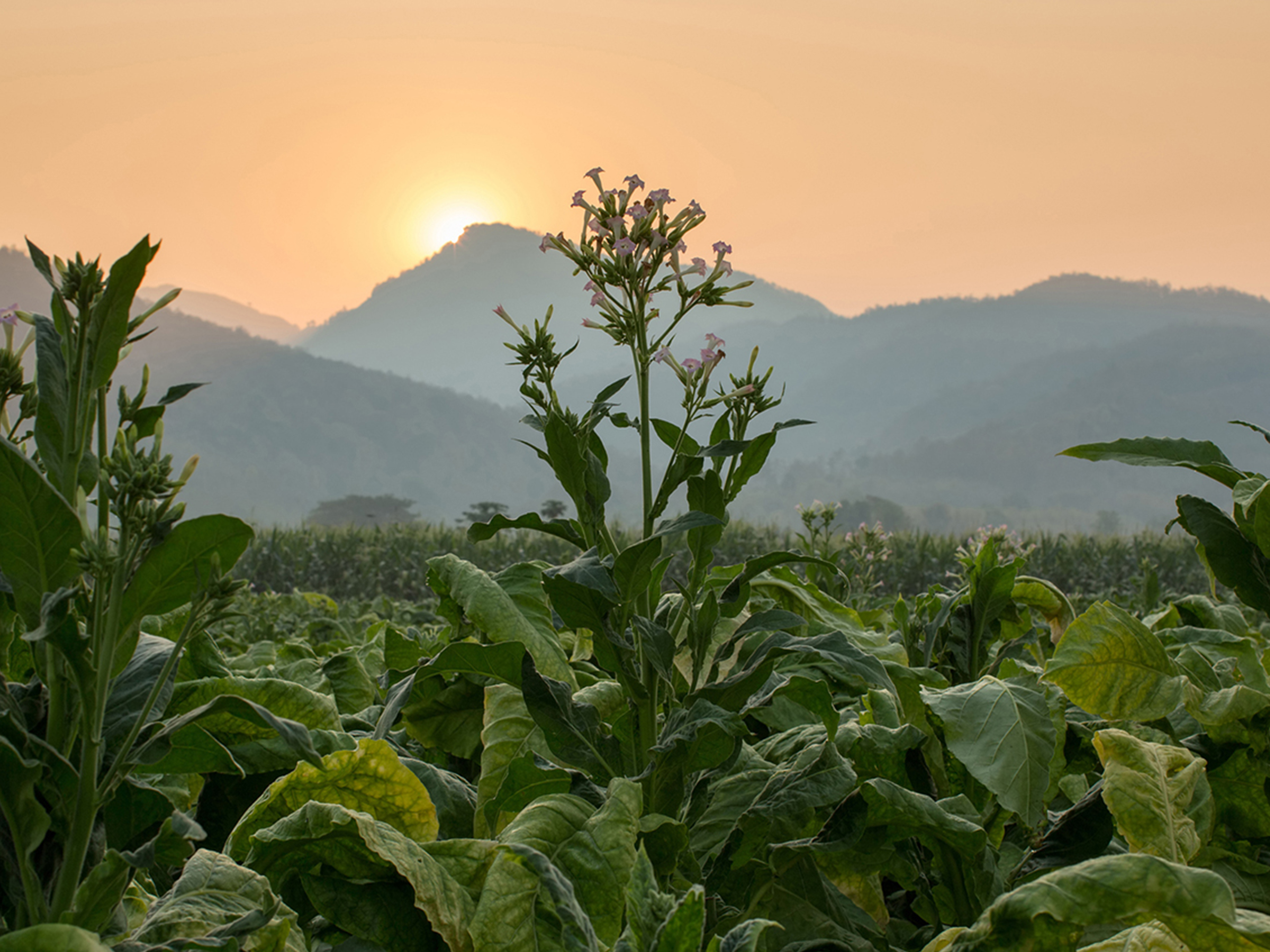 Prime Video: The Ottoman Empire