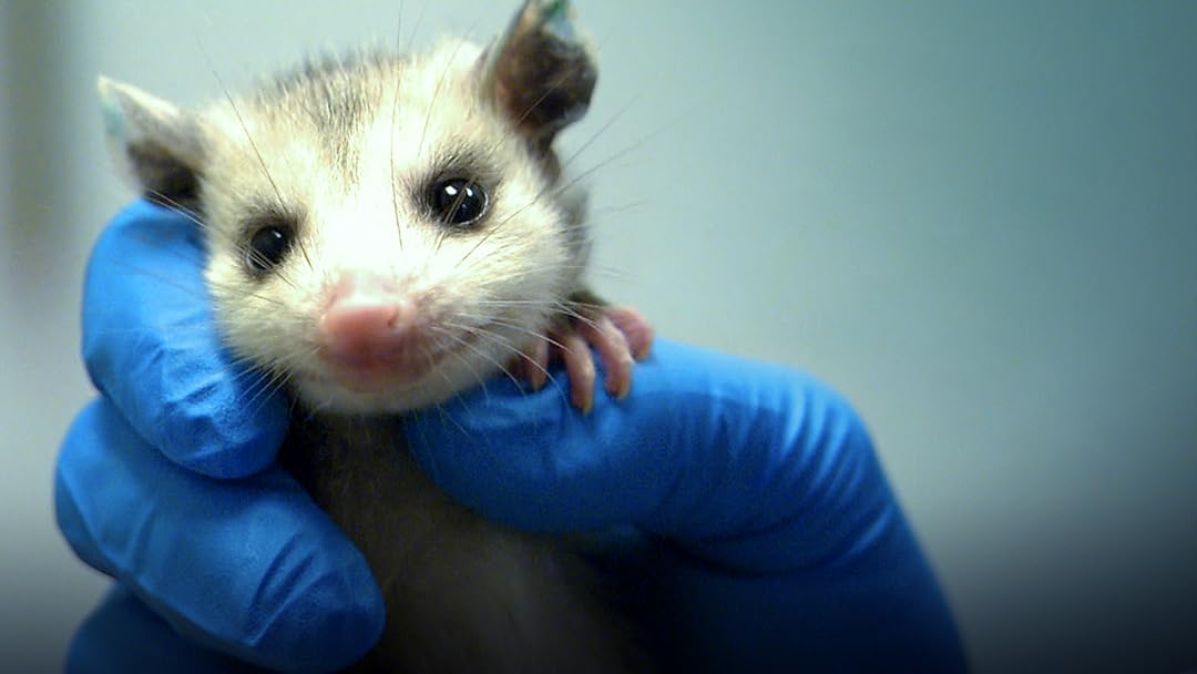 Prime Video CITY WILDLIFE RESCUE