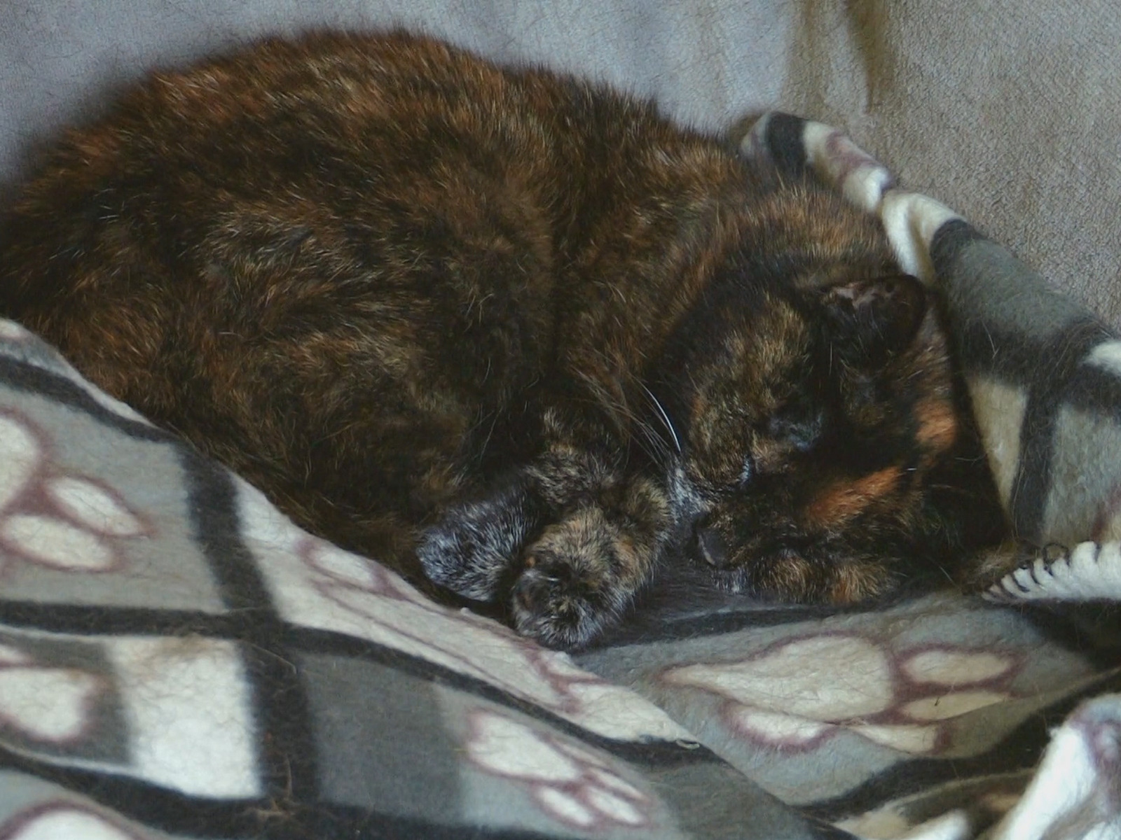 Prime Video Auf Wiedersehen My Pet