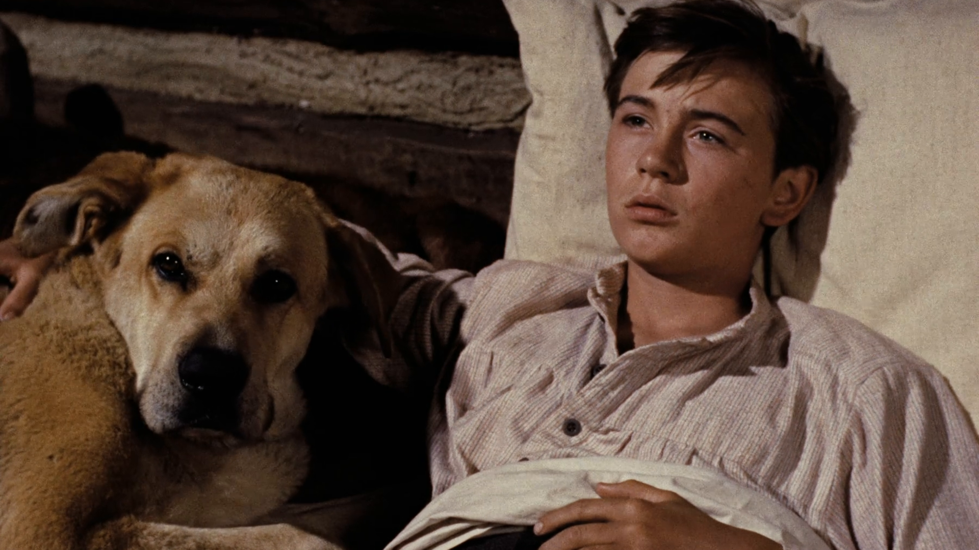 Prime Video Old Yeller