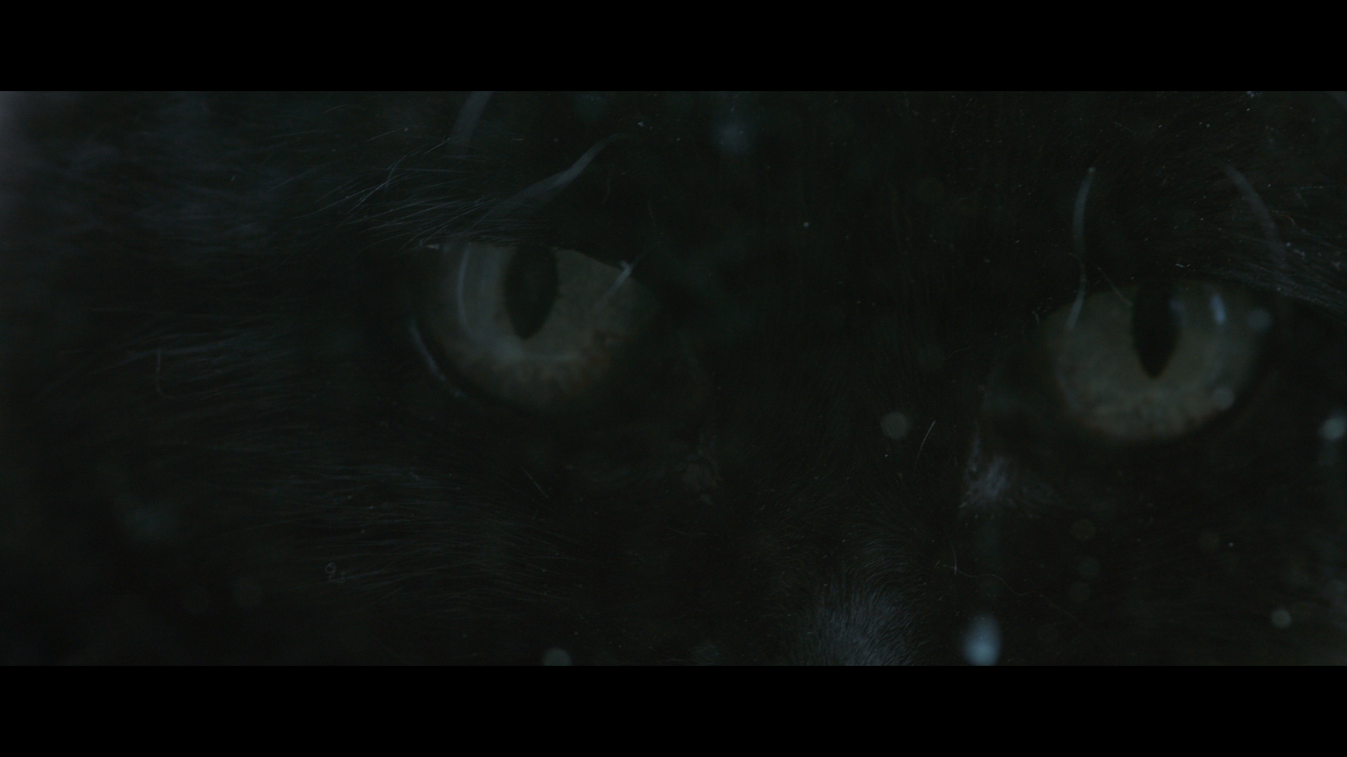 Watch Thirteen Prime Video