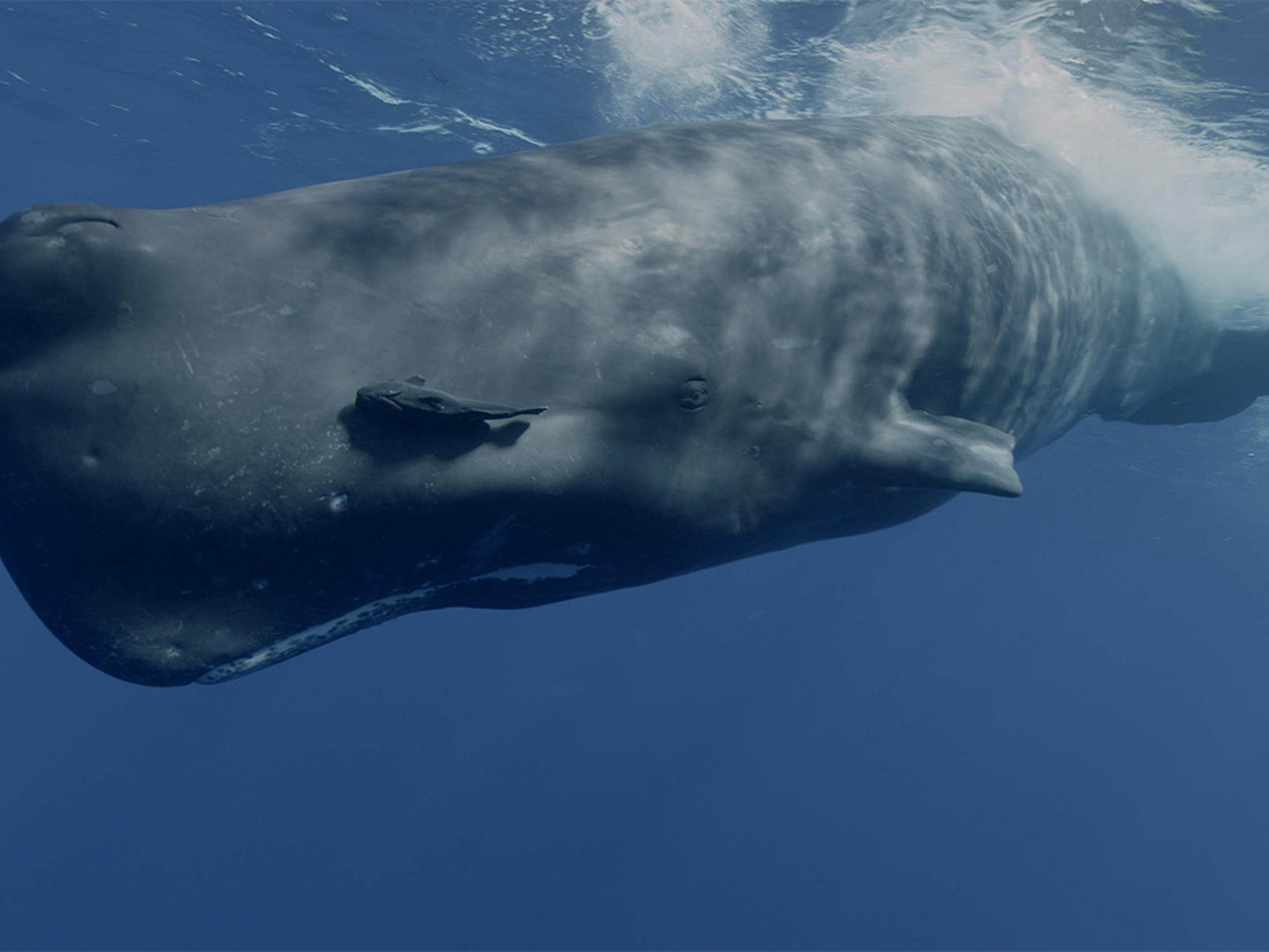 Prime Video: Mammifères Marins : les Maîtres des Abysses - Saison 1