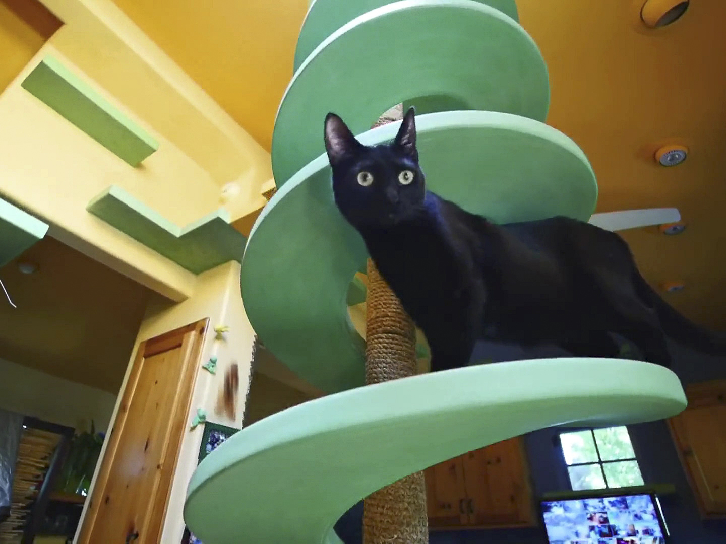 Prime Video Animal Cribs Season 1