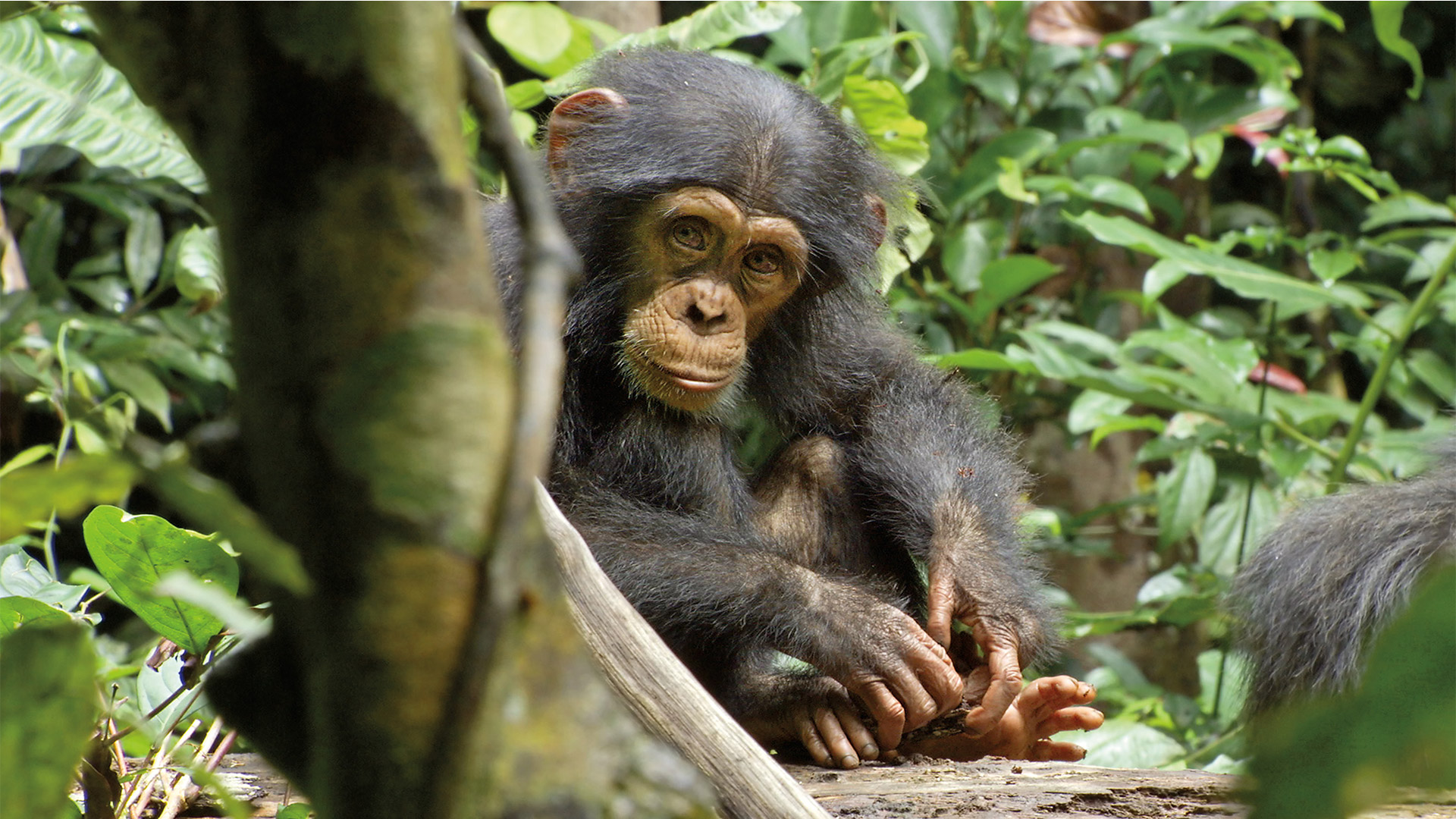 Prime Video Disneynature Chimpanzee
