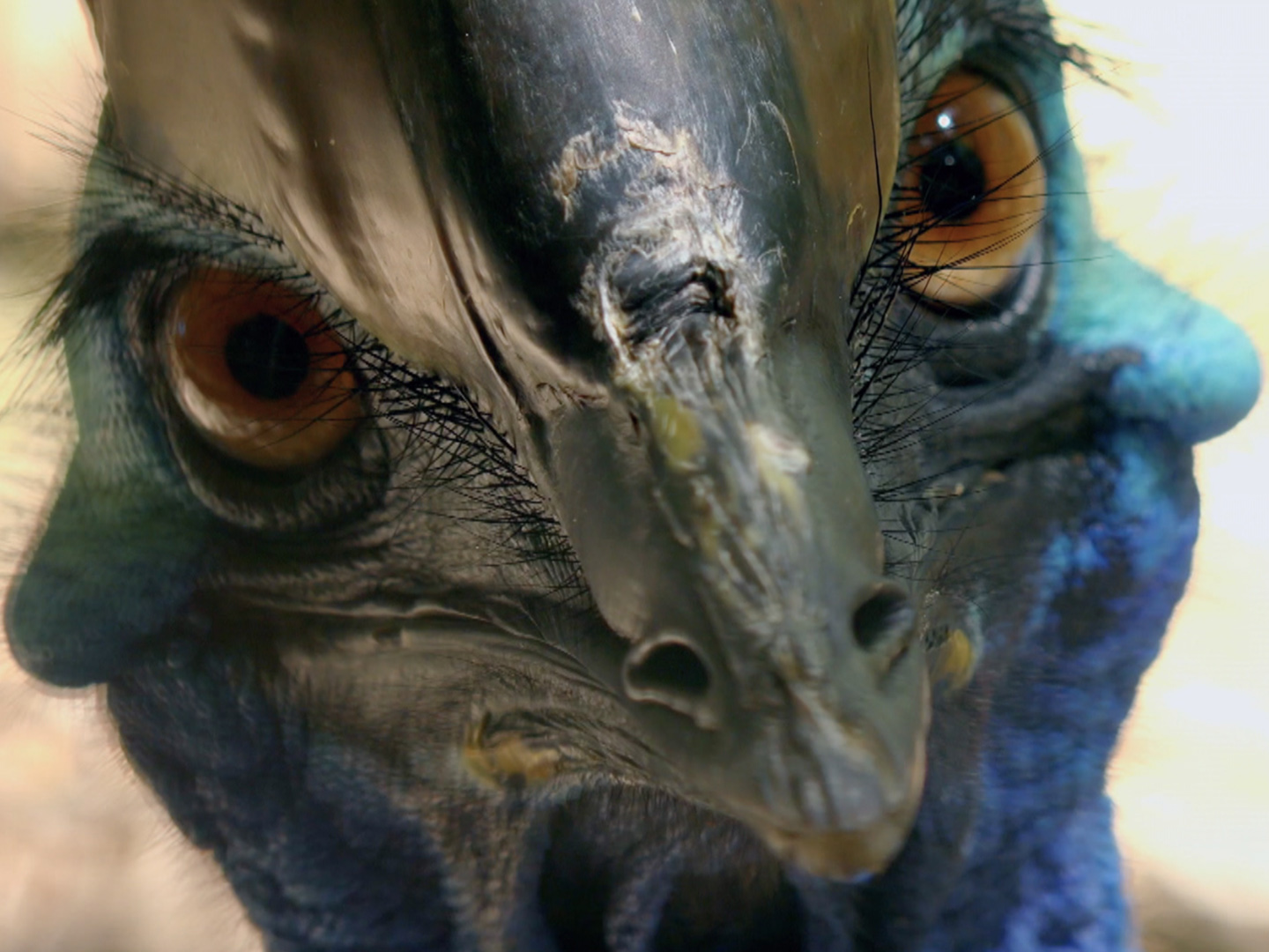 Prime Video Wild Birds of Australia