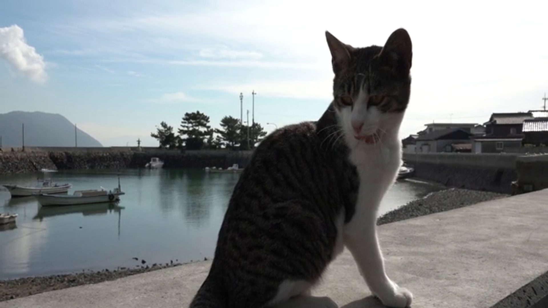 Amazon Co Jp ダヤンとタマと飛び猫と ３つの猫の物語 を観る Prime Video