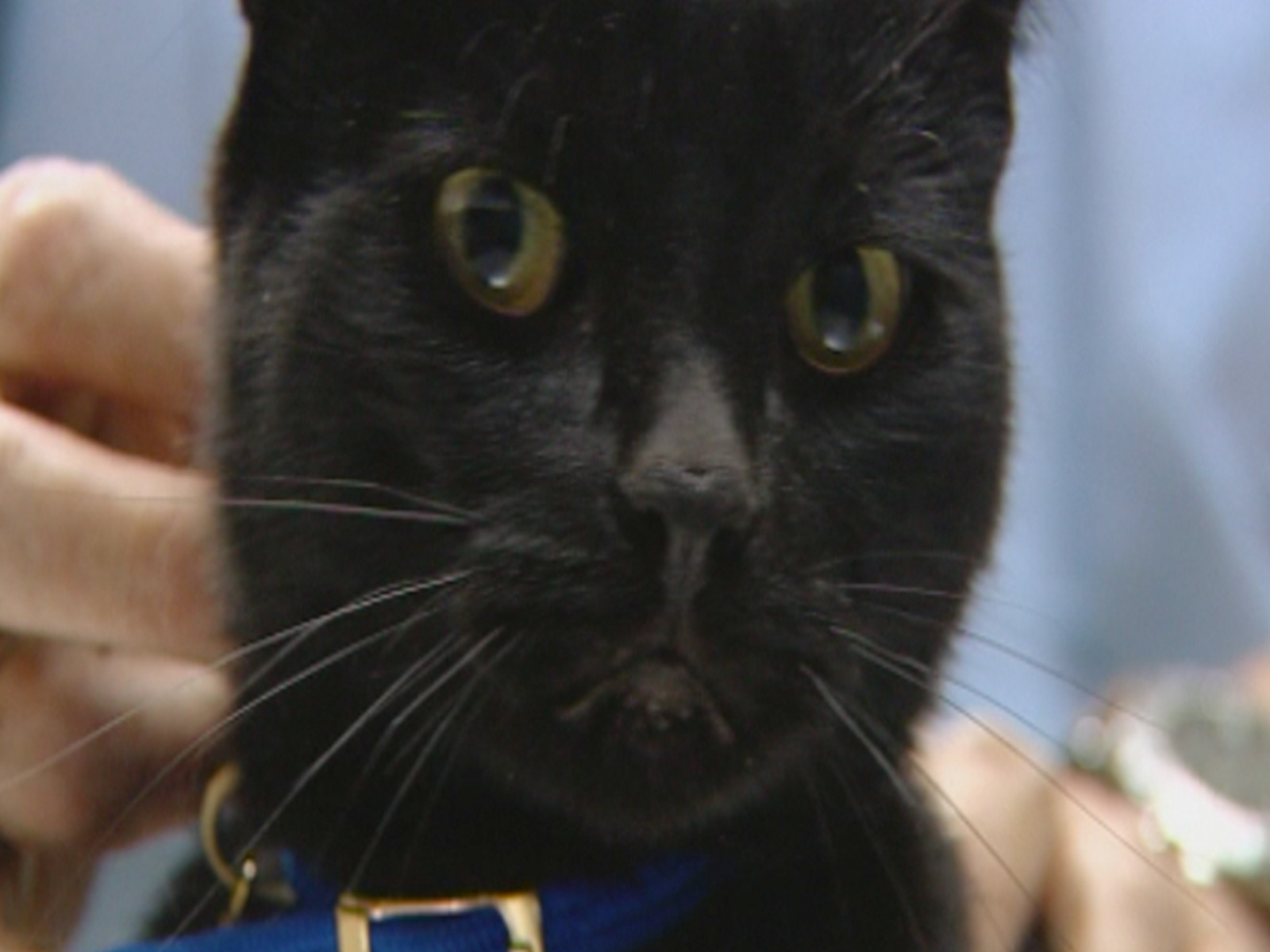 Prime Video: Animal Rescue
