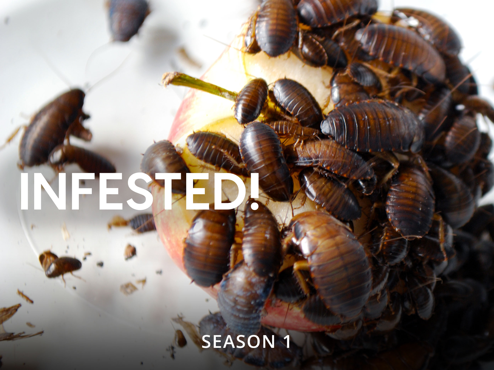 Prime Video: Infested! - Season 1