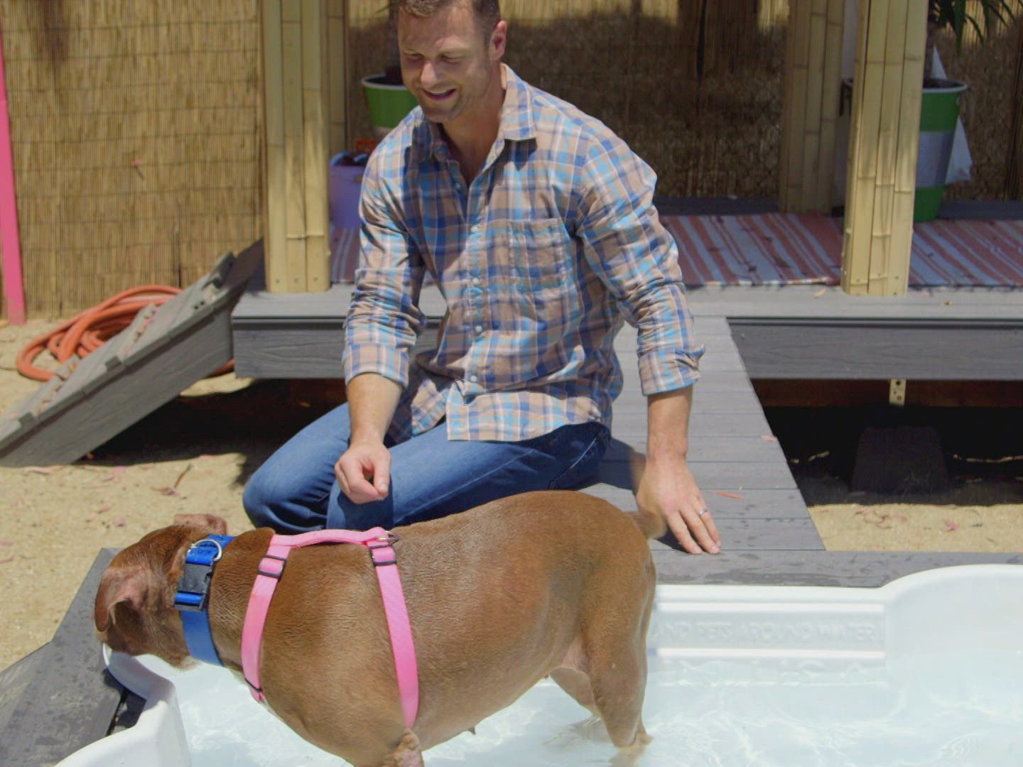 Prime Video Pet Nation Renovation Season 1