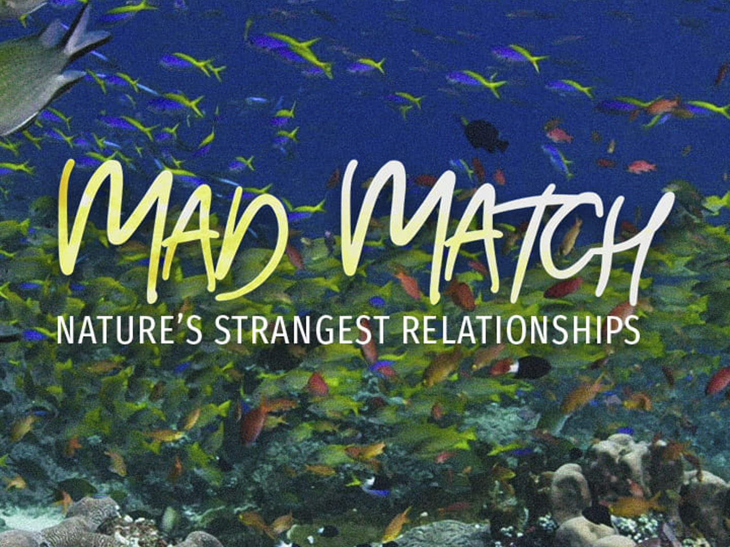 Prime Video Mad Match Nature's Strangest Relationships Season 1